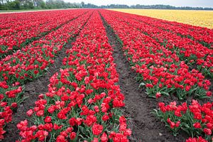 Blumenzwiebelfeld mit roten Tulpen von Jim van Iterson