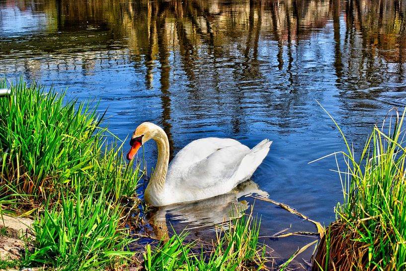 Swan in the Naab by Roith Fotografie