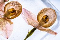 Orchideen in Eis 3 von Marc Heiligenstein Miniaturansicht
