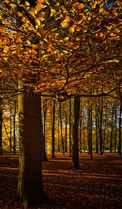 Début de l'automne dans la forêt
