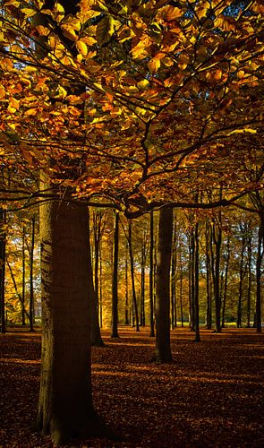 Begin van de herfst in het bos