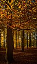 Début de l'automne dans la forêt par Marjolijn van den Berg Aperçu