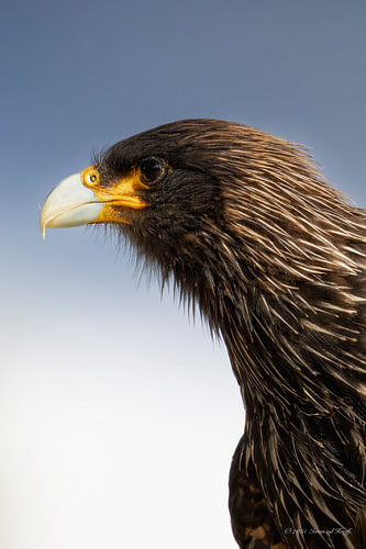 Caracara des Malouines