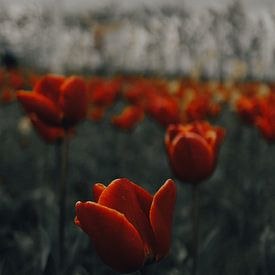 Tulipes sur Werner Lantinga