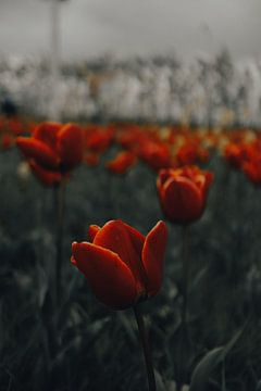 Tulpen van Werner Lantinga