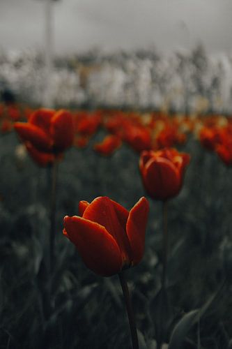 Tulips