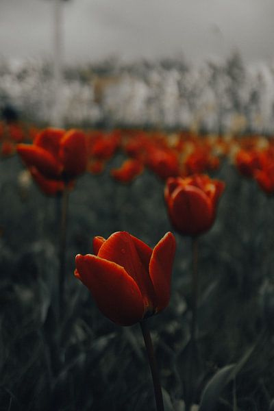 Tulipes par Werner Lantinga