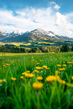 Blumige Aussicht auf Oberjoch und die Berge