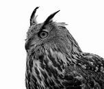 Oehoe uil in zwart wit van Marjolein van Middelkoop thumbnail