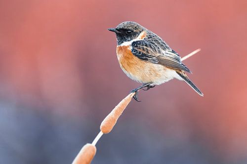 Mannetje Roodborsttapuit (Saxicola rubicola)