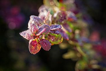 Haie de berbéris sur Rob Boon