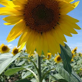 Zonnebloem sur P.D. de Jong