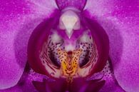 Vlinderorchidee - Phalaenopsis von Meindert van Dijk Miniaturansicht