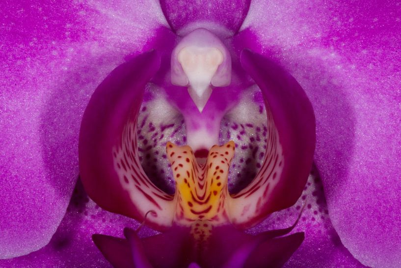 Vlinderorchidee - Phalaenopsis van Meindert van Dijk
