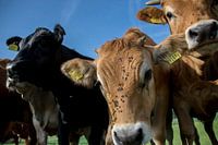 Cattle and flies