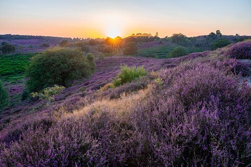 Bloeiende heide van de posbank