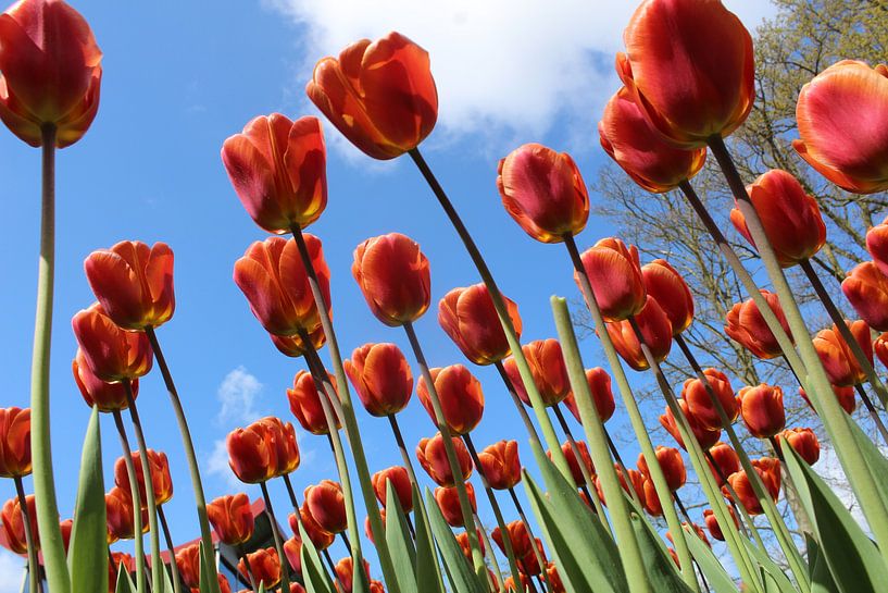 Tulpen in bloei by Geert Heldens