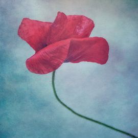 carla von Claudia Moeckel