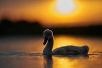 Donzy.com - Young swan in backlight with the setting sun.