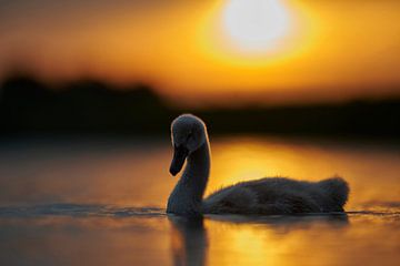 Donzy.nl - Junger Schwan im Gegenlicht der untergehenden Sonne. von Donzy.nl