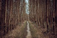 Pfad im Wald