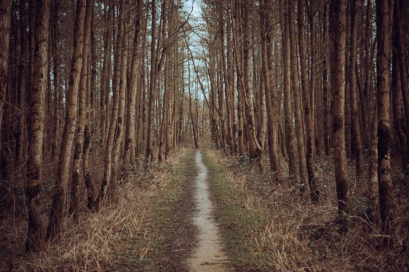 Pad in het bos van Piotr Aleksander Nowak