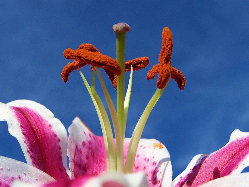 Sky Lilies by erikaktus gurun