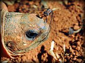 Strahlenschidkröte aus Madagaskar von Katharina Wieland Müller Miniaturansicht
