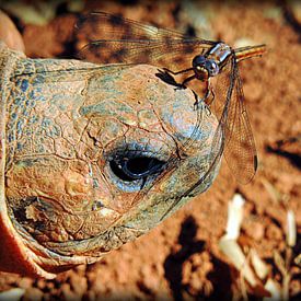 Strahlenschidkröte aus Madagaskar van Katharina Wieland Müller