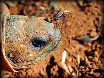 Strahlenschidkröte aus Madagaskar by Katharina Wieland Müller