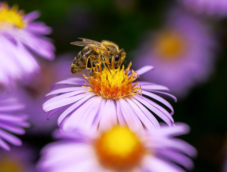 Bee on the blossom of an aster flower by ManfredFotos