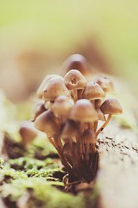 Bund alter Champignons von Roosmarijn Bruijns