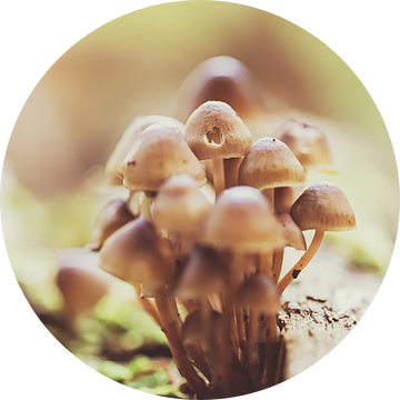 Bosje vintage paddenstoelen van Roosmarijn Bruijns