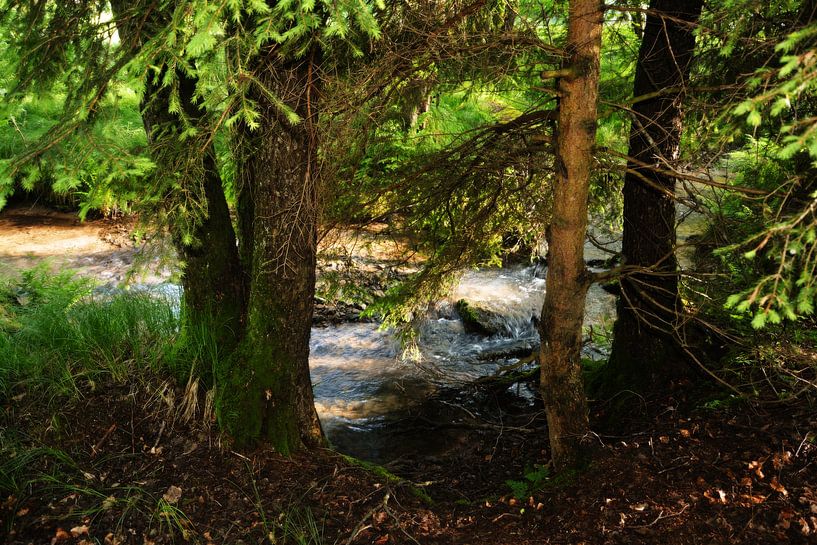 Small stream in the forest by Claudia Evans