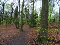 Bos in het voorjaar 