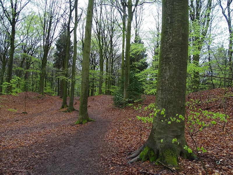 Bos in het voorjaar  van Tineke Laverman