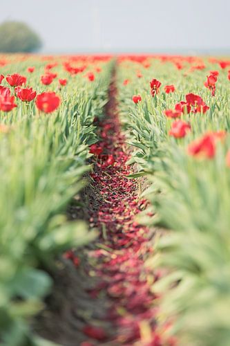 Tulpenveld