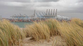 Princesse Alexiahaven