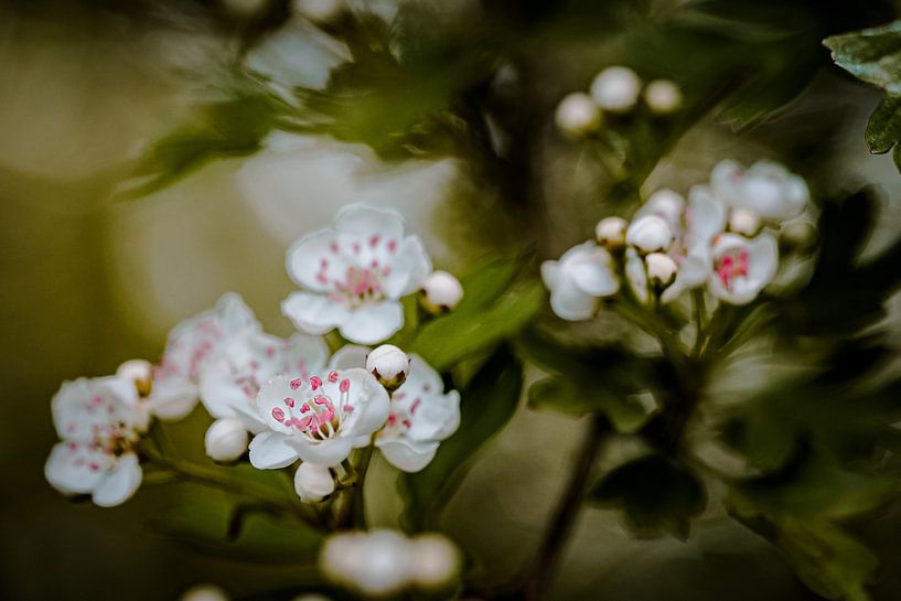 Smooth Mooth by Hiske Boon