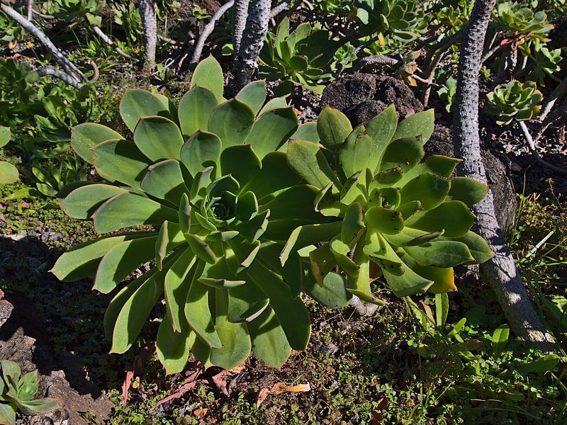 Aeonium valverdense van Timon Schneider