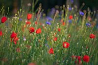 Poppies field