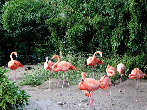 Flamants ensemble.