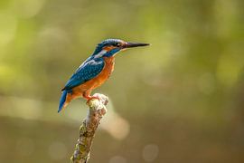 Kingfisher, Alcedo atthis