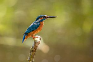 Eisvogel, Alcedo atthis