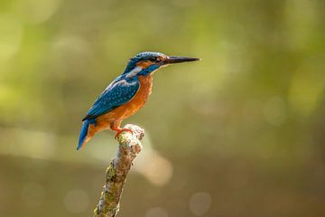 IJsvogel, Alcedo atthis van Gert Hilbink