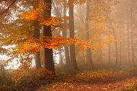 Rand van het bos
