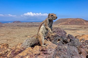 Atlas eekhoorn bij Calderon Hondo (Fuerteventura) van Peter Balan