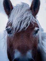 Het paard