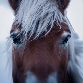 Het paard van Maria Almyra