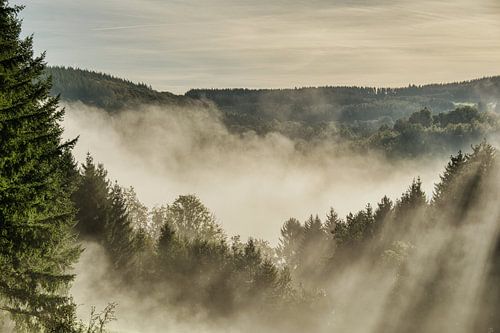 mistige zonsopgang in het bos